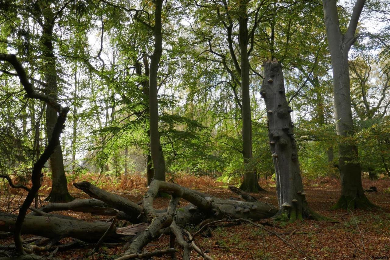 "Balmgarten" Im Naturpark Usedom, Bio Solarhaus Mit Grossem Garten エクステリア 写真